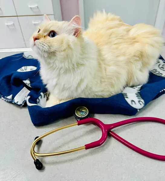 Katzen und Hunde in Schwerin